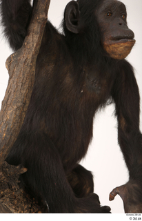 Chimpanzee Bonobo belly chest trunk 0002.jpg